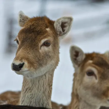 Apartamento Kirchebnerhof