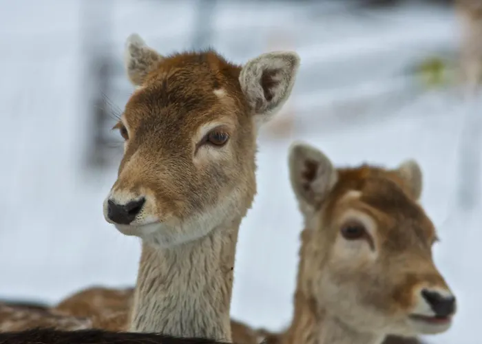 Διαμέρισμα Kirchebnerhof